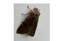 Orthosia incerta