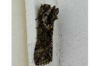 Polyploca ridens