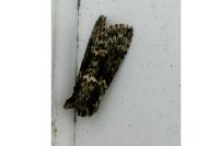 Polyploca ridens
