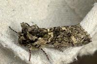Polyploca ridens