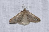 Alsophila aescularia