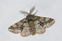 Lycia hirtaria