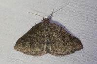 Aleucis distinctata