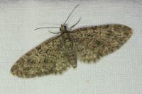 Eupithecia abbreviata