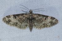 Eupithecia irriguata