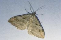 Aplocera efformata