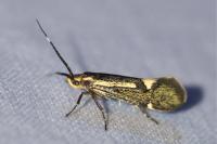 Esperia sulphurella