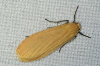 Wittia sororcula