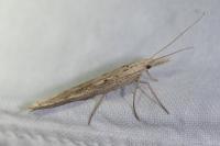 Ypsolopha mucronella