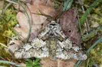 Biston strataria