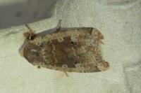 Conistra erythrocephala