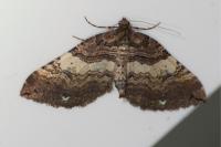 Earophila badiata