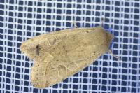 Orthosia cerasi