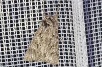 Xylocampa areola