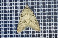 Nola cicatricalis