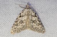 Nola cicatricalis