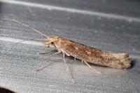 Plutella xylostella
