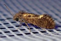 Dyseriocrania subpurpurella
