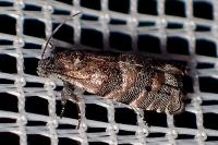 Pammene splendidulana