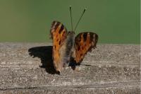 Nymphalis polychloros