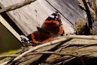 Vanessa atalanta