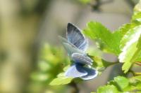 Celastrina argiolus
