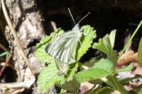 Pieris napi