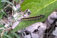 Callimorpha dominula