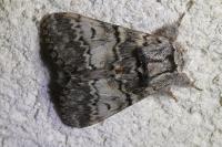 Drymonia ruficornis