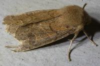 Orthosia cerasi