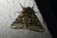 Lycia hirtaria