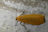 Wittia sororcula