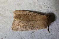Orthosia cerasi