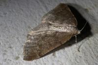 Aleucis distinctata