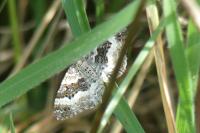Epirrhoe alternata