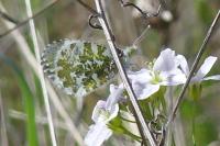 Anthocharis cardamines