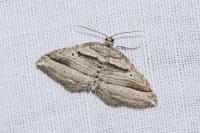 Costaconvexa polygrammata