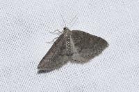Aleucis distinctata