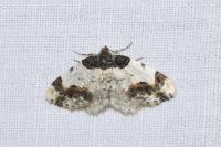Ligdia adustata