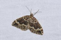 Lampropteryx suffumata