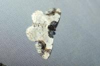 Ligdia adustata