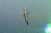 Plutella xylostella
