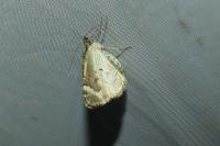 Chloroclysta siterata