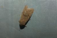 Orthosia cerasi