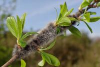 Eriogaster lanestris