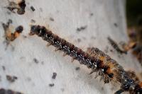 Eriogaster catax