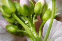 Anthocharis cardamines