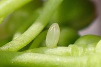 Anthocharis cardamines