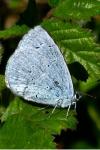 Celastrina argiolus
