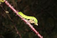 Phlogophora meticulosa